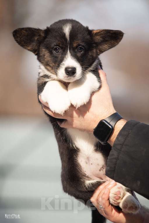 Собаки в Москве: Девочка корги Девочка, Бесплатно - фото 4