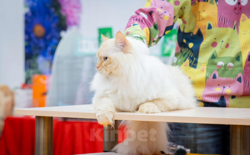 Кошки в других городах Московской области: Шикарный титульный кот  приглашает девочек на свидание. Мальчик, 25 000 руб. - фото 5