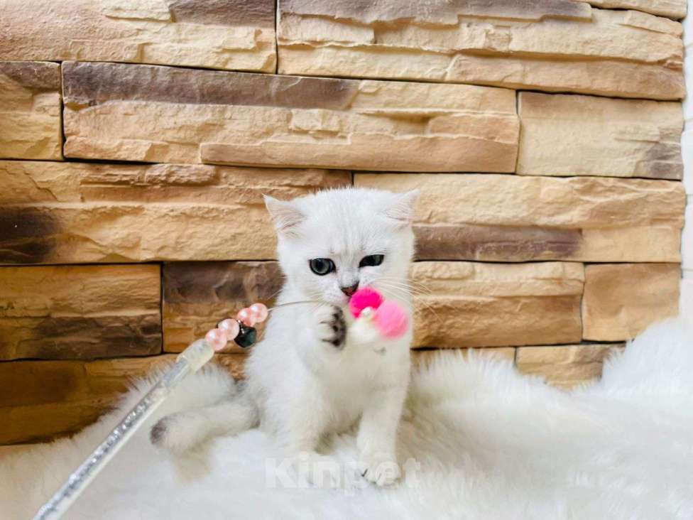 Кошки в Нижнем Новгороде: Котенок британской породы Девочка, Бесплатно - фото 1