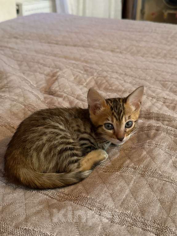 Кошки в Москве: Бенгальский котенок, продадим срочно! Девочка, 20 000 руб. - фото 1