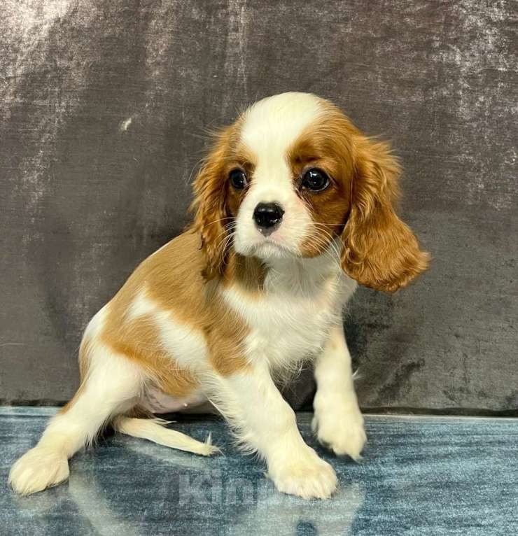 Собаки в Санкт-Петербурге: БЕСТ ИЛРЕАН КЛАЙДА Девочка, 190 000 руб. - фото 3