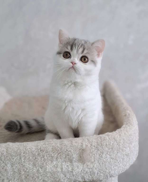 Кошки в Ярославле: Шотландская короткошерстная девочка Девочка, 30 000 руб. - фото 8