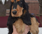 Собаки в Зеленограде: Английского кокер спаниеля щенки Мальчик, 25 000 руб. - фото 8