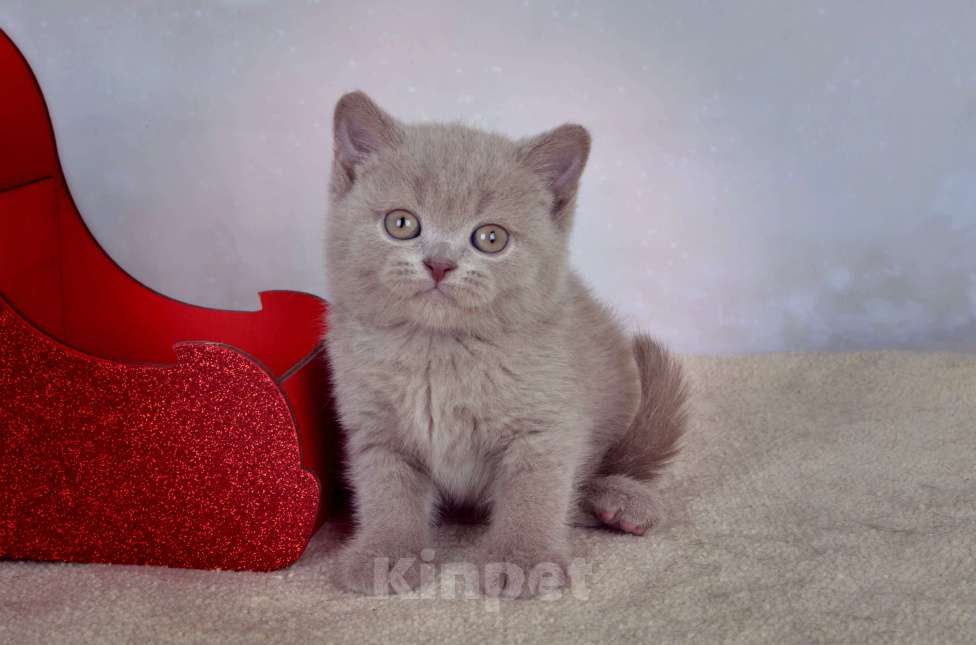 Кошки в Санкт-Петербурге: Британский котик классического лилового окраса Мальчик, 50 000 руб. - фото 4