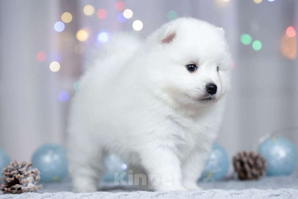 Собаки в Москве: Японский шпиц щенки РКФ  Мальчик, 50 000 руб. - фото 2