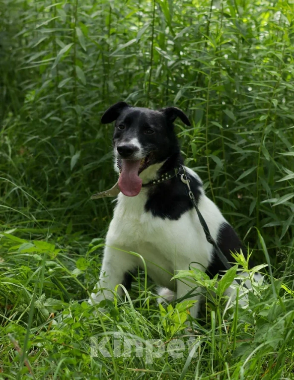 Собаки в Ногинске: Клэр Девочка, Бесплатно - фото 3