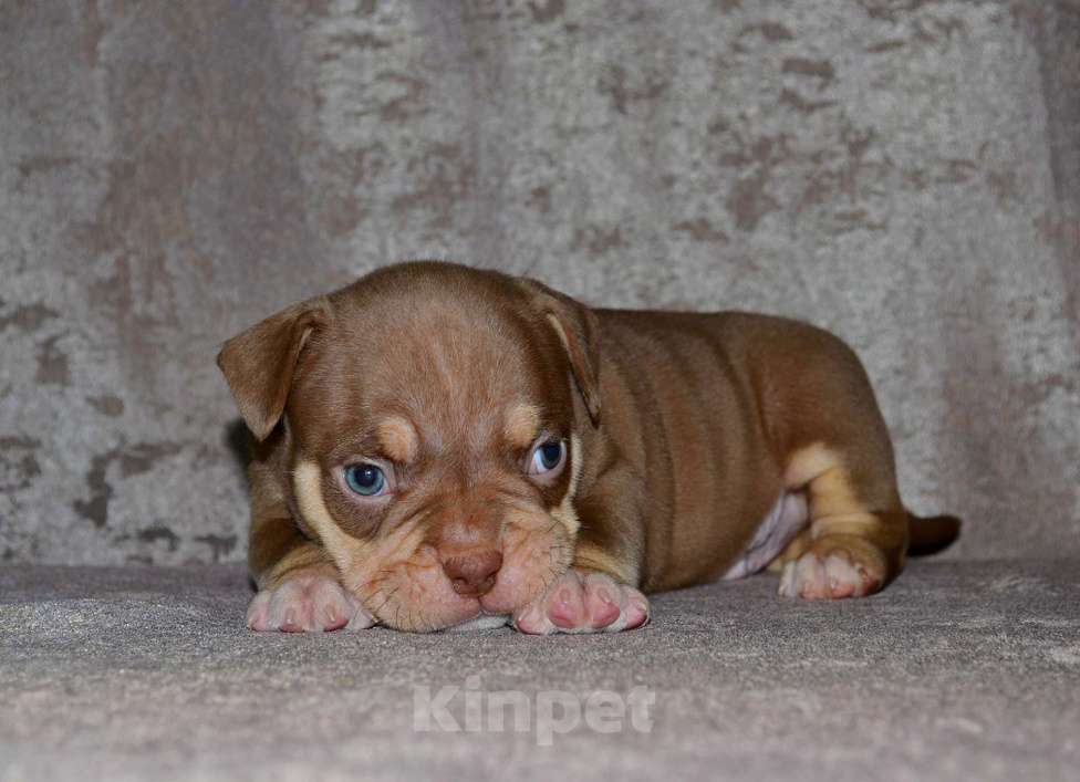 Собаки в Москве: Щенки Американский булли Мальчик, 80 000 руб. - фото 5