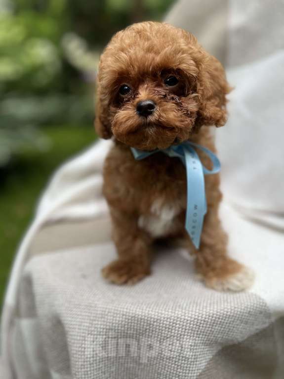 Собаки в Москве: Щенки мальтипу Мальчик, 220 000 руб. - фото 2