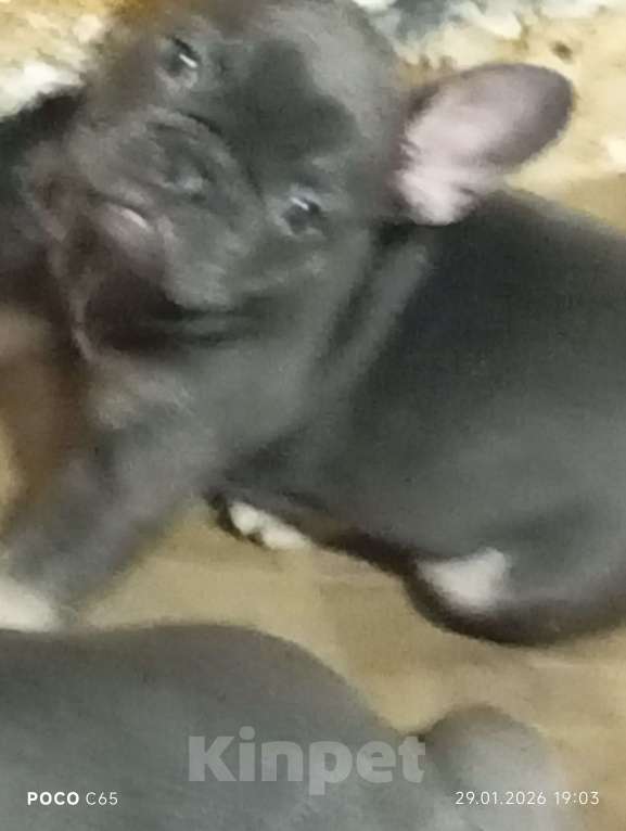 Собаки в других городах Челябинской области: Брутальный мальчик французского бульдога Атос рожден24.11.25 готов к переезду. Мальчик, Бесплатно - фото 1