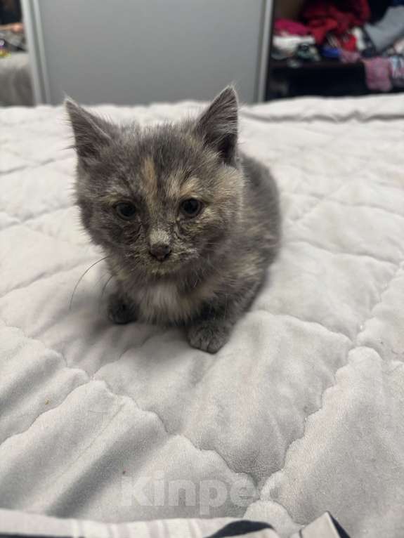 Кошки в Оренбурге: Британский короткошерстный котенок девочка  Девочка, Бесплатно - фото 1