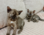 Кошки в других городах Башкортостана: Котята Девочка, Бесплатно - фото 6