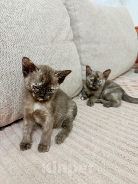 Кошки в других городах Башкортостана: Котята Девочка, Бесплатно - фото 6