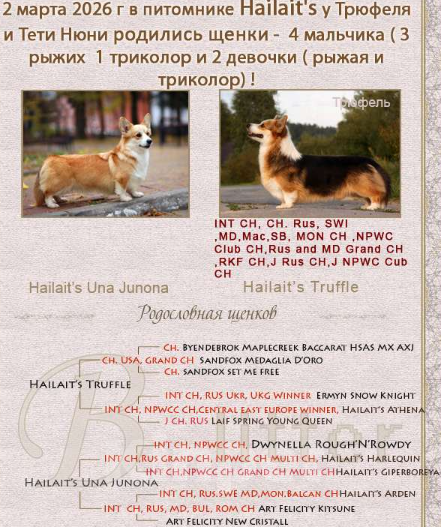 Собаки в других городах Московской области: вельш корги пемброк щенки Разнополые, Бесплатно - фото 5