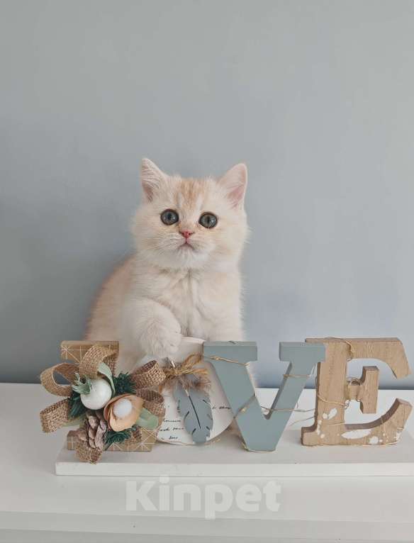 Кошки в Москве: Продажа породистого шотландского котенка Мальчик, 60 000 руб. - фото 7