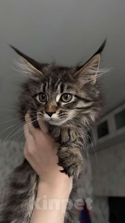 Кошки в Санкт-Петербурге: Котёнок мейн-кун Девочка, 28 000 руб. - фото 3