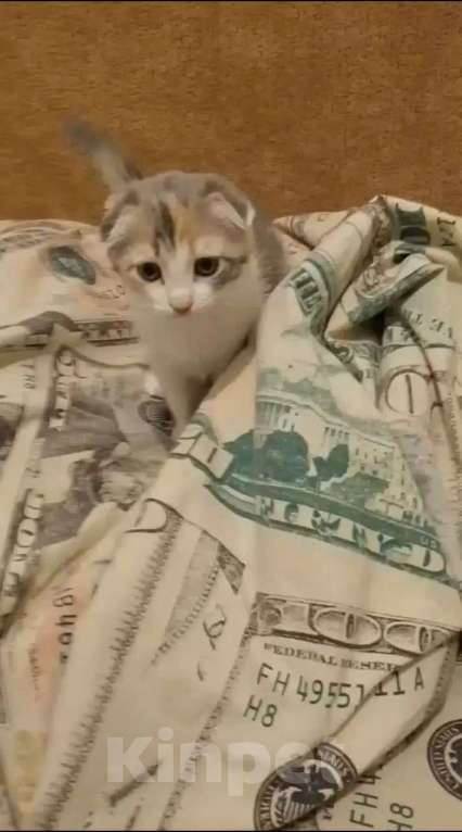 Кошки в Мытищах: Отдаю котенка в добрые руки Девочка, Бесплатно - фото 5