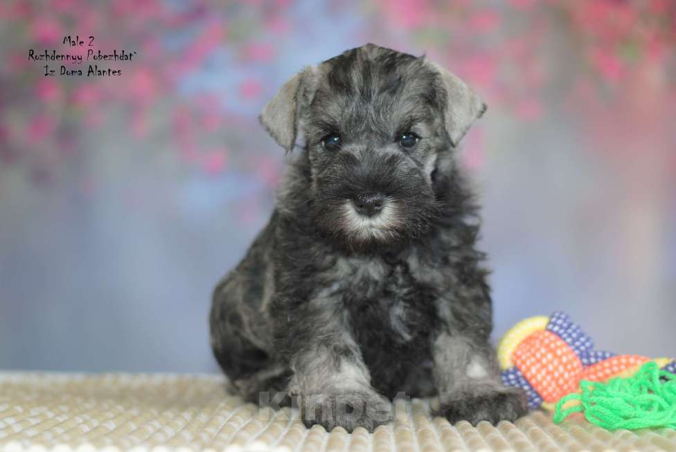 Собаки в Саратове: Цвергшнауцер перец с солью Мальчик, Бесплатно - фото 1