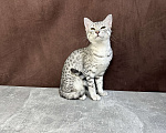 Кошки в Москве: котик египетская мау  Мальчик, 85 000 руб. - фото 10