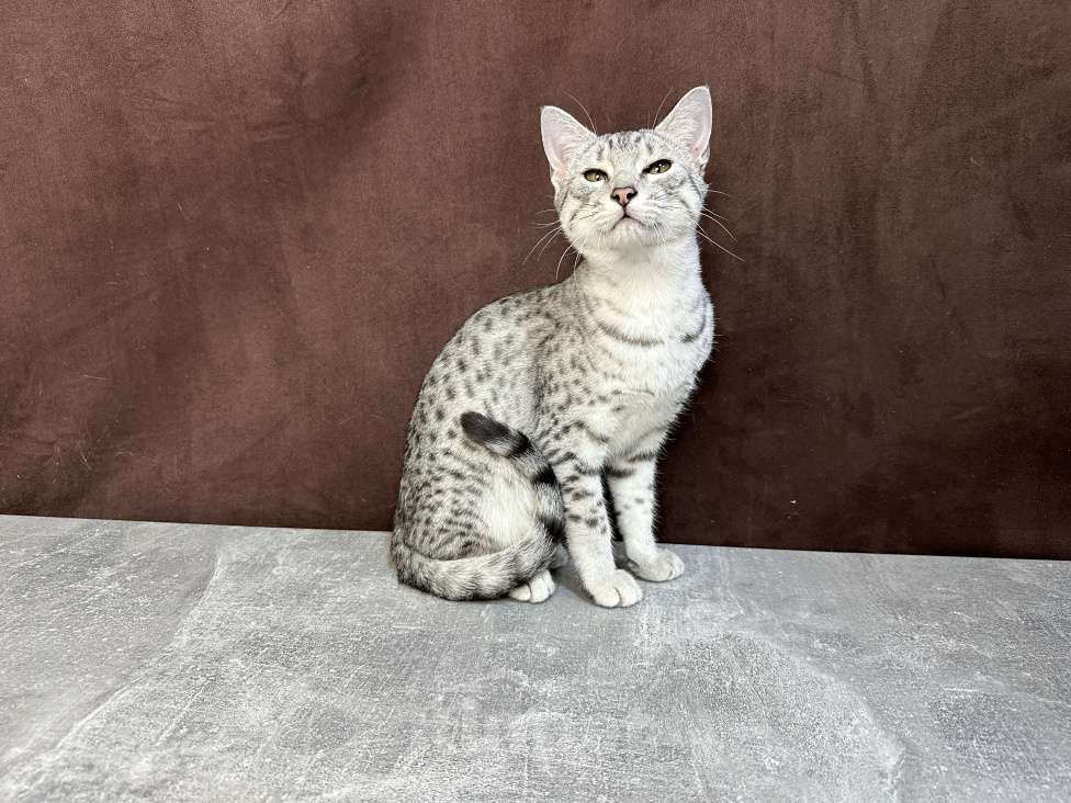 Кошки в Москве: котик египетская мау  Мальчик, 85 000 руб. - фото 10