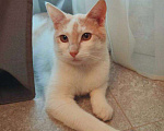 Кошки в Москве: Ласковый котенок Рэй в добрые руки Мальчик, 1 руб. - фото 5
