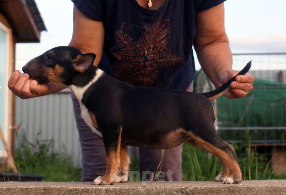 Собаки в Всеволожске: ММ МОККАЧИНА ШОКОЛАДНЫЙ ЛАТТЕ Девочка, Бесплатно - фото 2
