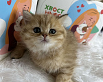 Кошки в Москве: Британский котенок ny24 Девочка, 40 000 руб. - фото 3