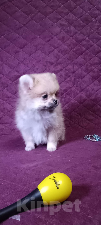 Собаки в Москве: Курносая мини малышка Девочка, 30 000 руб. - фото 4