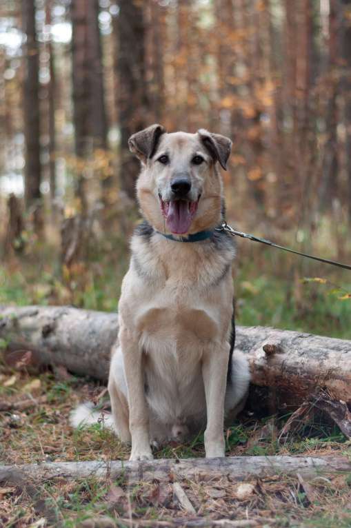 Собаки в Ногинске: Представляете идеального друга? Вот он — Михей! Мальчик, Бесплатно - фото 2