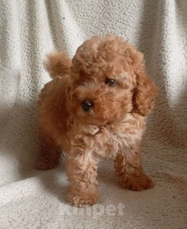 Собаки в Санкт-Петербурге: Той пудель Девочка, 65 000 руб. - фото 2