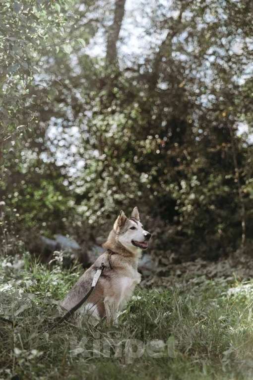 Собаки в Москве: Идеальная квартирная хаски Хасенька! Девочка, 1 руб. - фото 5