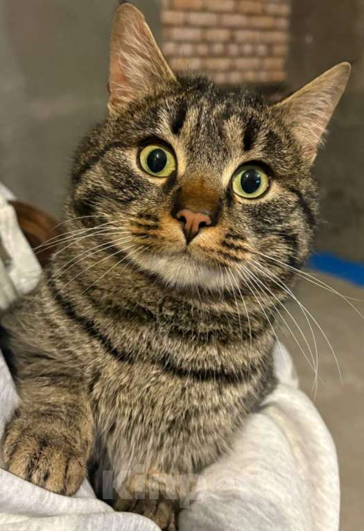 Кошки в Москве: Молодой котик в дар Мальчик, Бесплатно - фото 1