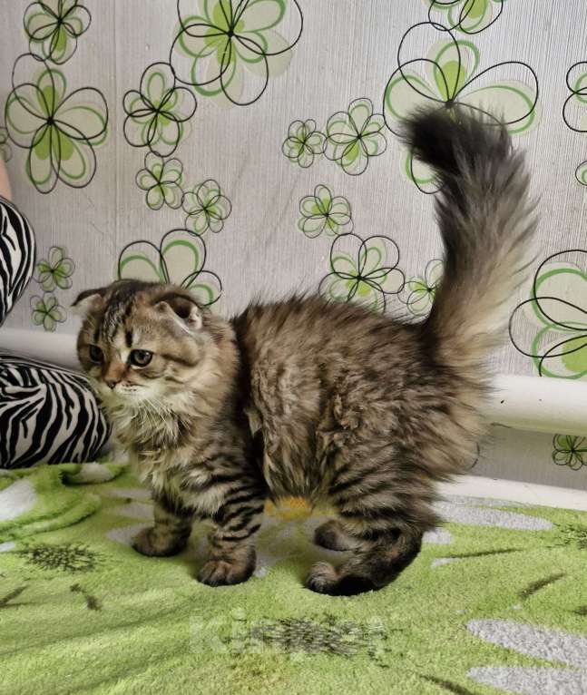 Кошки в Ростове-на-Дону: Шотландские вислоухие котята Девочка, 6 000 руб. - фото 10