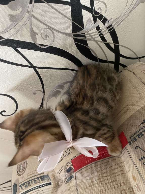 Кошки в Москве: Бенгальская девчушка Девочка, 15 000 руб. - фото 2