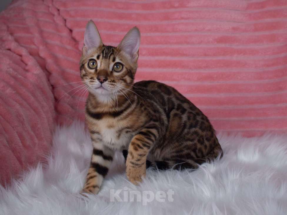 Кошки в Санкт-Петербурге: Бенгальский котенок мальчик Мальчик, 45 000 руб. - фото 3