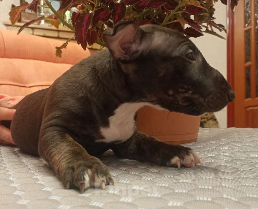 Собаки в Казани: Мальчик минибультерьера Мальчик, Бесплатно - фото 2