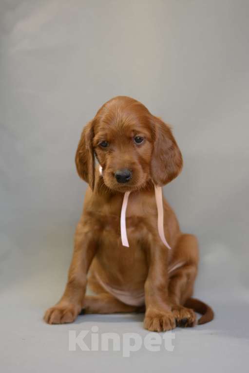 Собаки в Симферополе:  Ирландский красный сеттер Мальчик, Бесплатно - фото 8