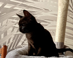 Кошки в Москве: Котенок в добрые руки Мальчик, Бесплатно - фото 4