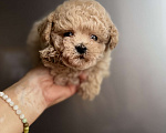 Собаки в Ростове-на-Дону: Мальтипу девочка мини Девочка, 100 000 руб. - фото 4