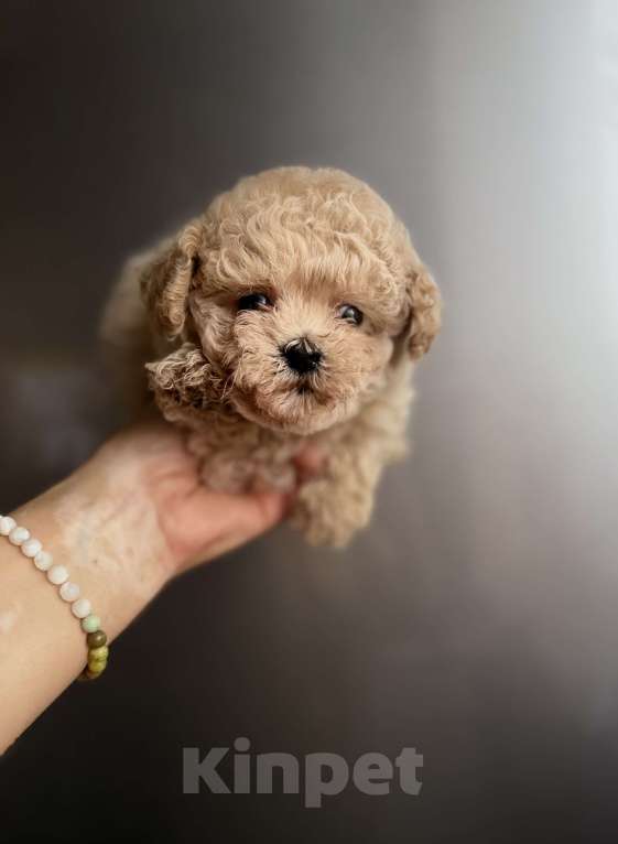 Собаки в Ростове-на-Дону: Мальтипу девочка мини Девочка, 100 000 руб. - фото 4