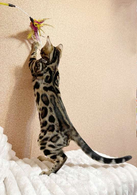 Кошки в Омске: Мегаласковый бенгальский котик  Мальчик, 55 000 руб. - фото 8