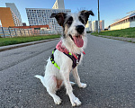 Собаки в Москве: 🐾 Москва и МО. Ищет дом Соня — самая нежная девочка 🐾 Девочка, Бесплатно - фото 3