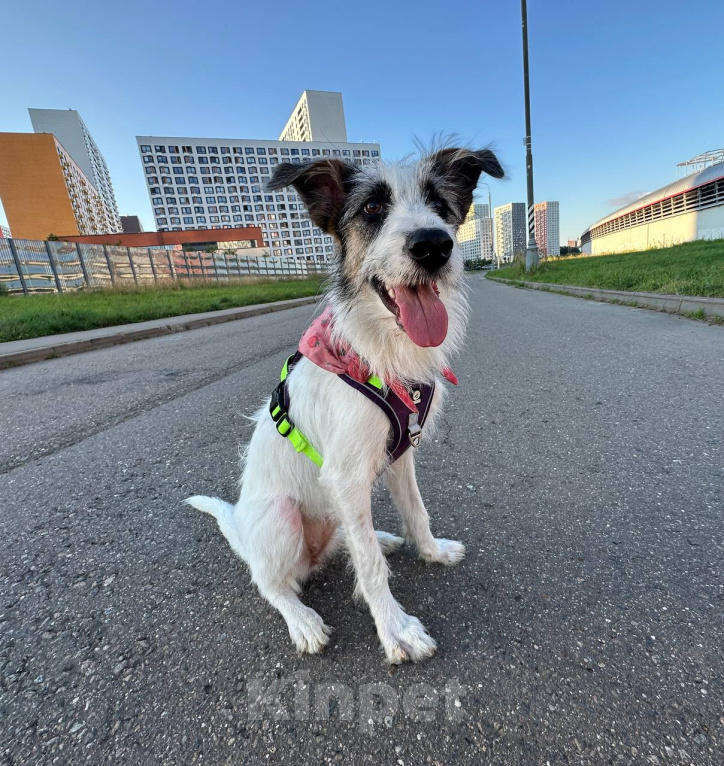 Собаки в Москве: 🐾 Москва и МО. Ищет дом Соня — самая нежная девочка 🐾 Девочка, Бесплатно - фото 3
