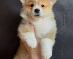 Собаки в Москве: Шикарный мальчик вельш корги пемброк  Мальчик, 60 000 руб. - фото 4