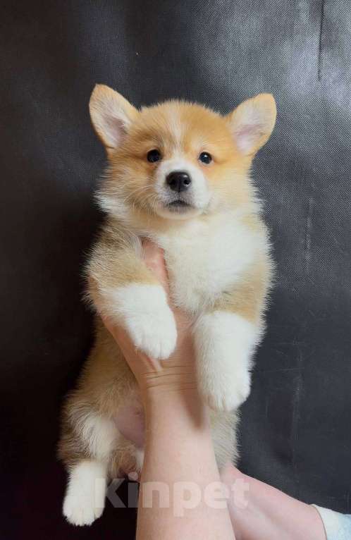 Собаки в Москве: Шикарный мальчик вельш корги пемброк  Мальчик, 60 000 руб. - фото 4