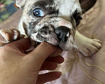 Собаки в Химках: Французский бульдог,щенки Девочка, 40 000 руб. - фото 4