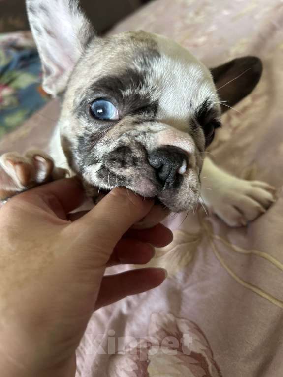 Собаки в Химках: Французский бульдог,щенки Девочка, 40 000 руб. - фото 4