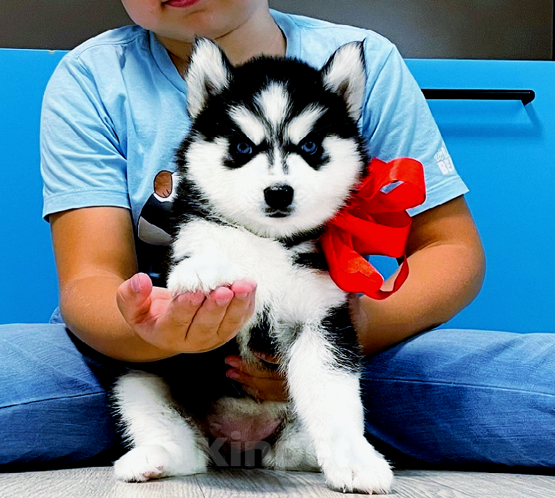 Собаки в Анапе: Хаски Щенки Разных окрасов Разнополые, Бесплатно - фото 1