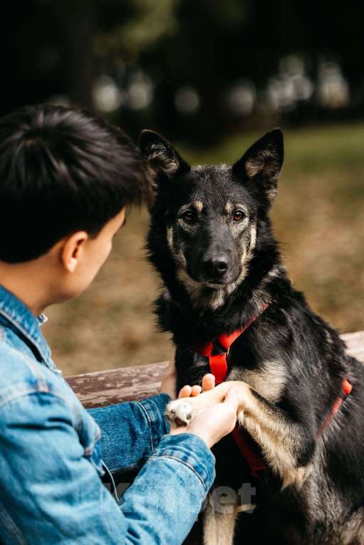 Собаки в Москве: Муза  Девочка, Бесплатно - фото 6