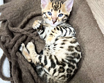Кошки в Москве: Бенгальский котёнок Девочка, 50 000 руб. - фото 3