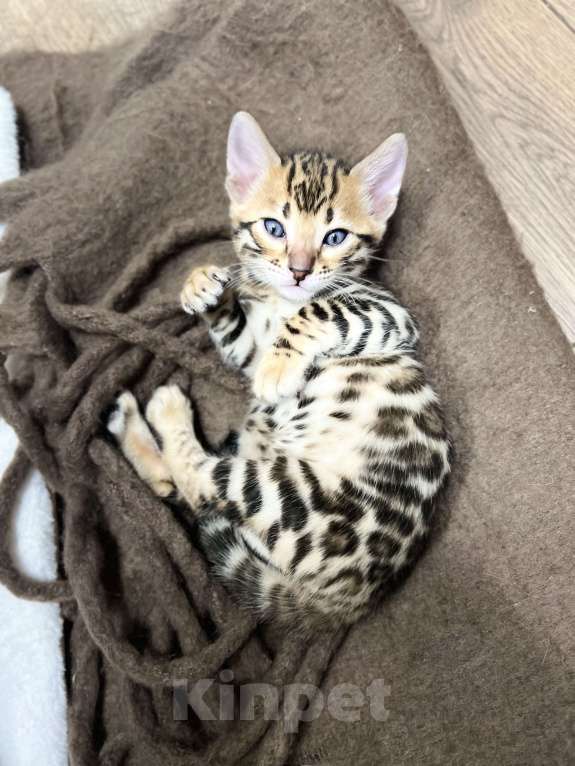 Кошки в Москве: Бенгальский котёнок Девочка, 50 000 руб. - фото 3
